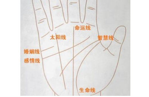 女人手掌纹路图解 看手相了解自己是哪种人